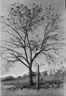 walnut tree.jpg